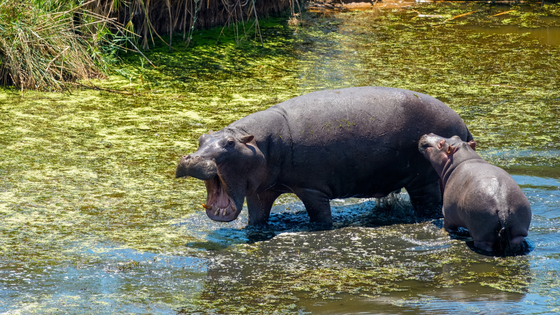 Kruger25 2025 11 01 10 51 58 ILCE 1M2 177